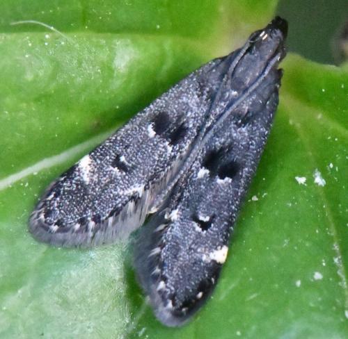 Dichomeris alacella